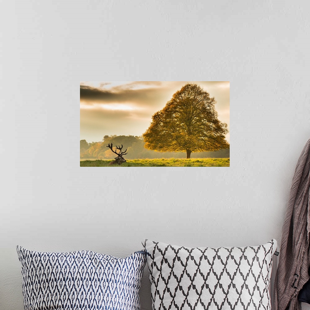 A bohemian room featuring An elk with large antlers resting in the grass next to a tree.