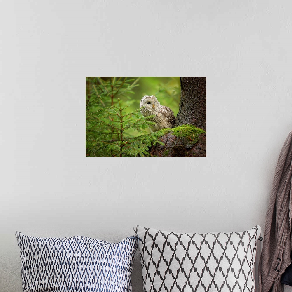 A bohemian room featuring Ural Owl