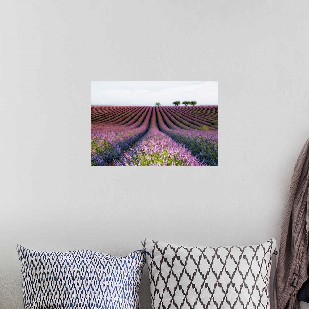 A bohemian room featuring Countryside fields with rows of lavender.