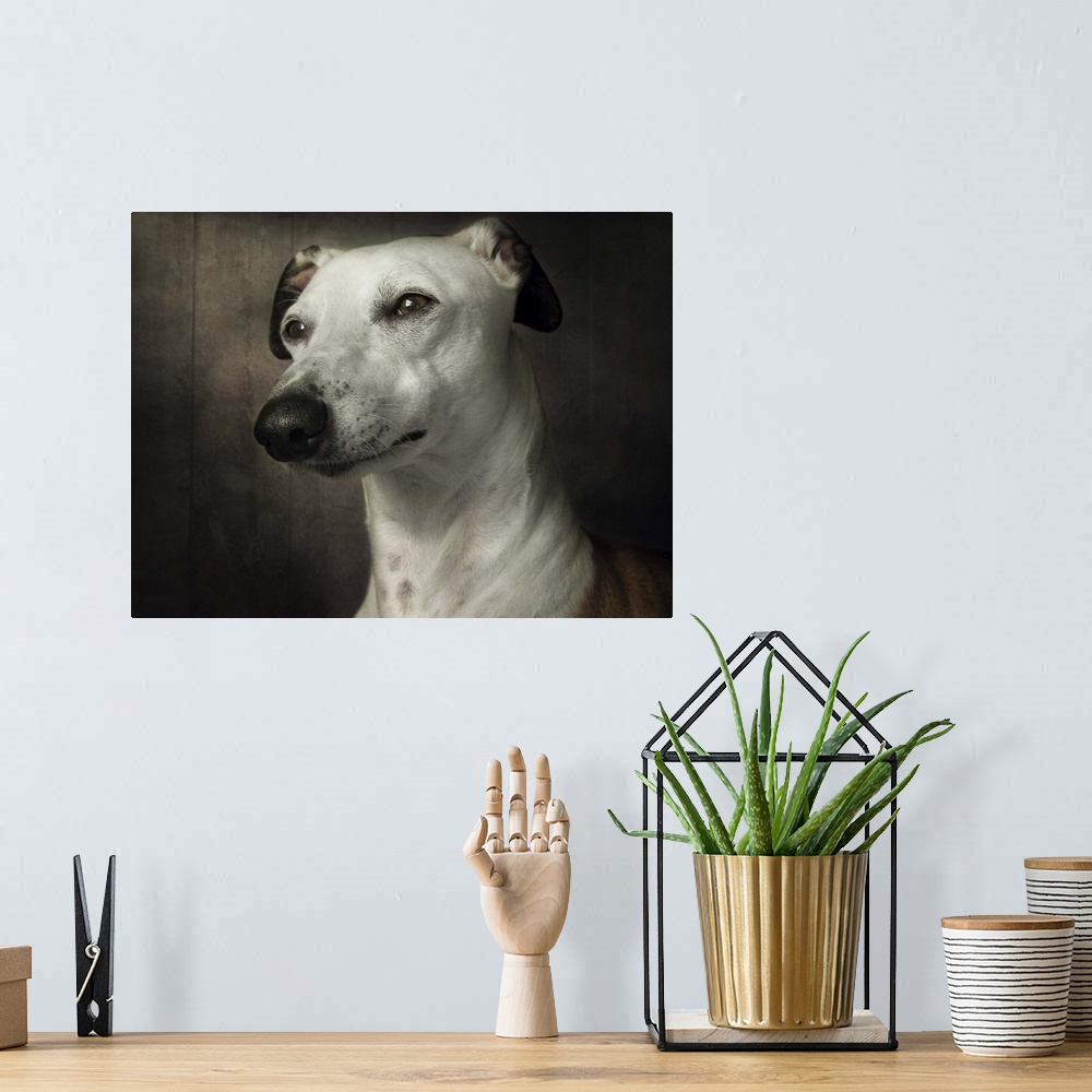 A bohemian room featuring Portrait of a regal Whippet dog with clear brown eyes.