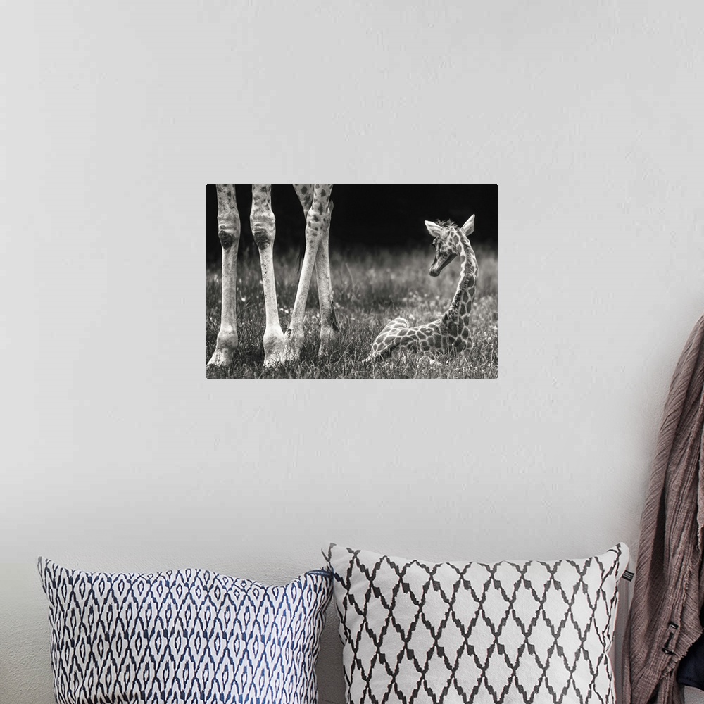 A bohemian room featuring A newborn baby giraffe laying in the grass next to its mother's legs.