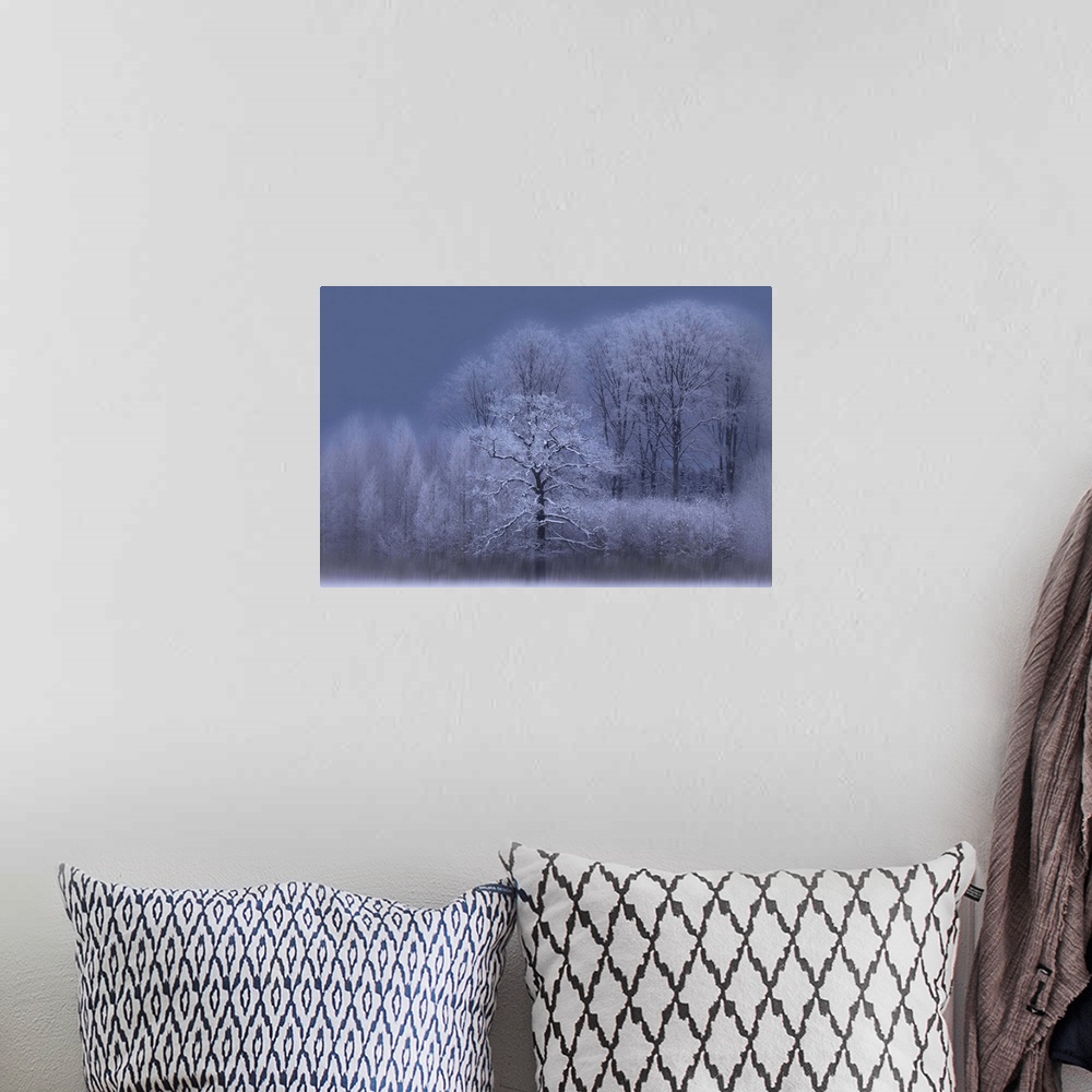 A bohemian room featuring A grove of trees in the winter, with snow covered branches and a dark sky.