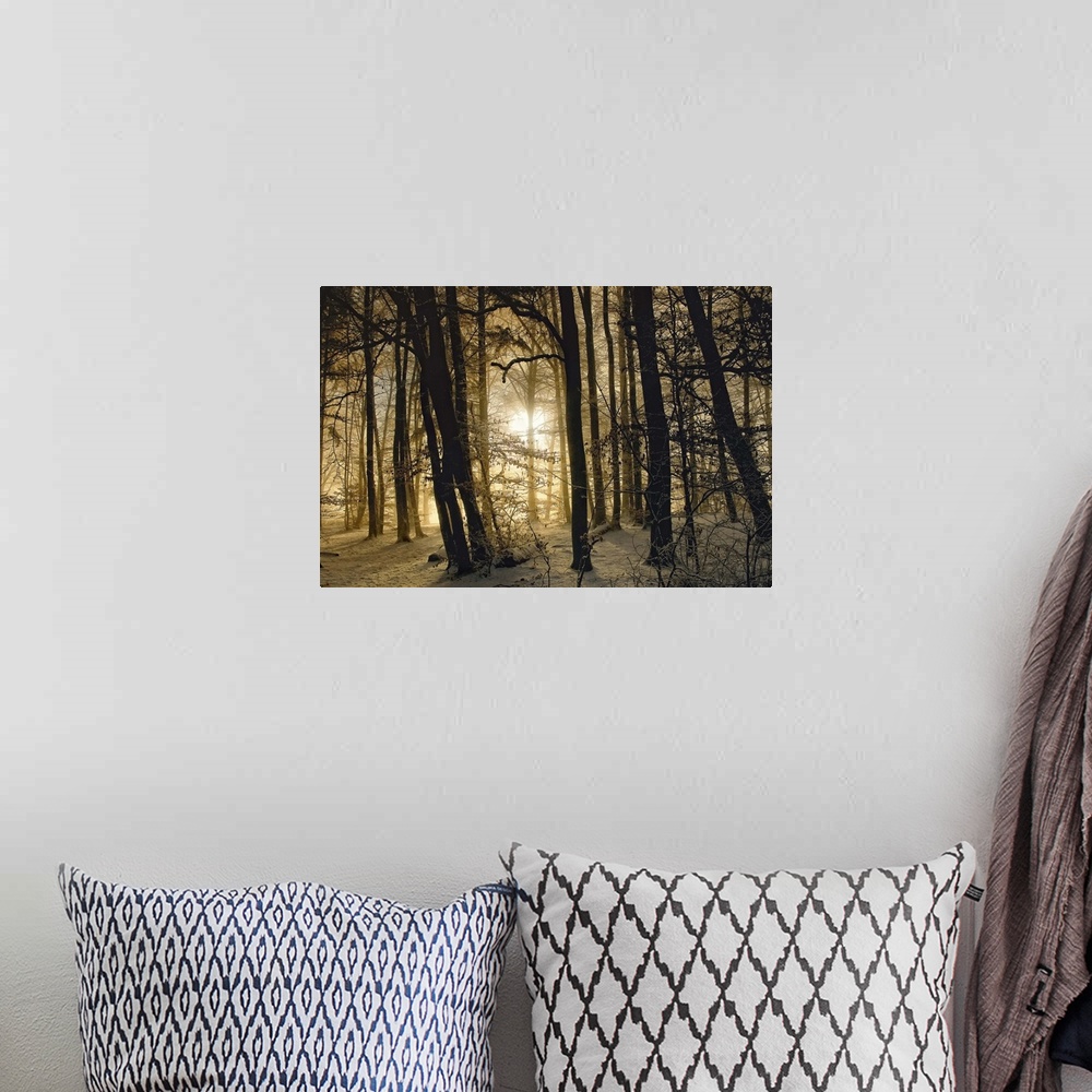 A bohemian room featuring The dawning sun shining through a forest with snow on the ground on a winter morning.