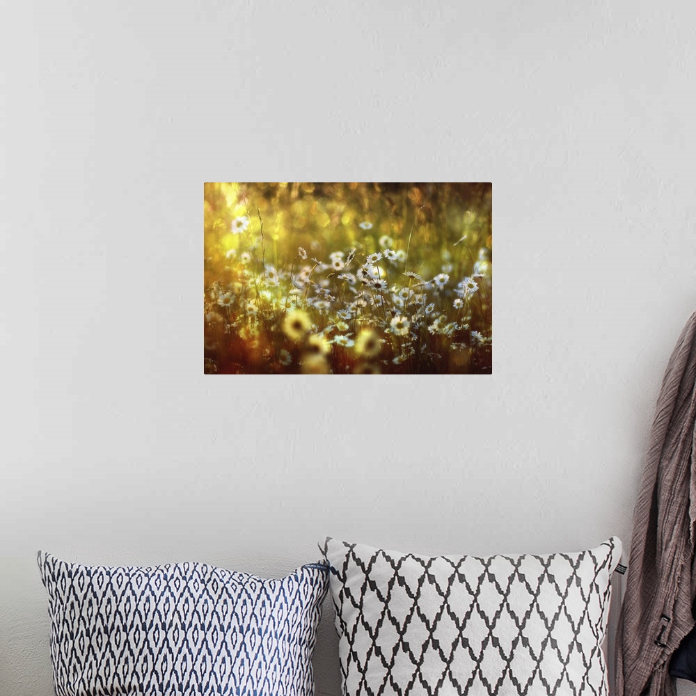 A bohemian room featuring Field of daises with golden light in the afternoon.