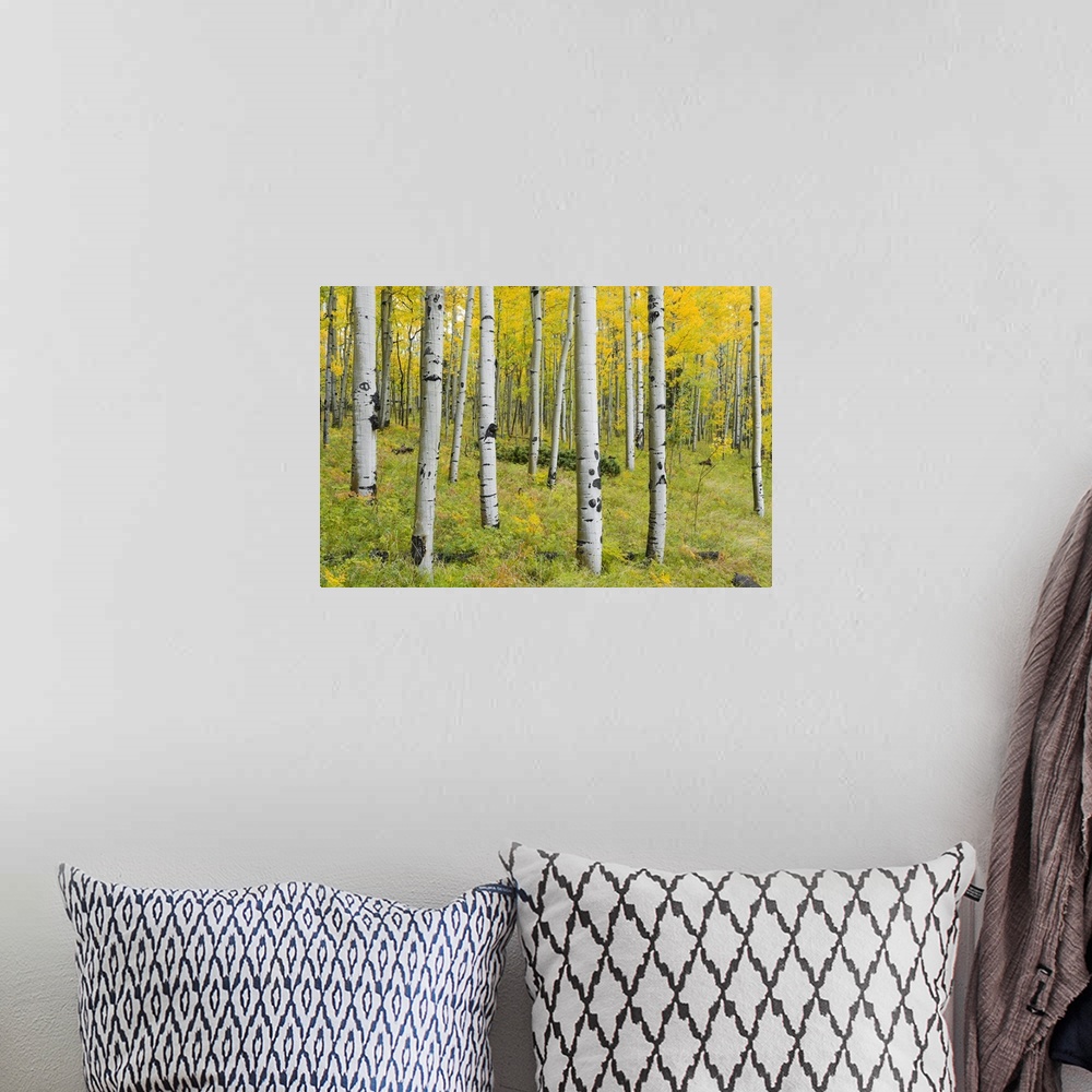 A bohemian room featuring Yellow Birches