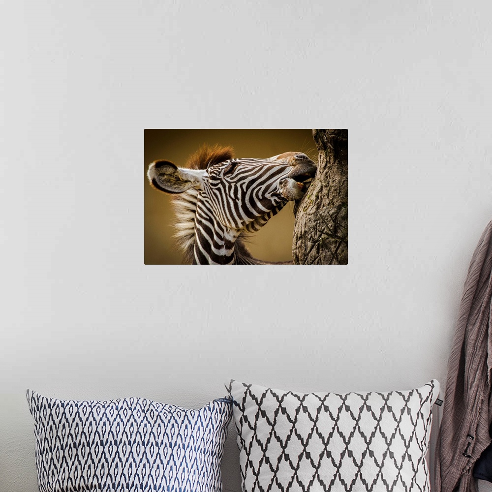 A bohemian room featuring A young zebra gnawing at tree bark in the African Savannah.