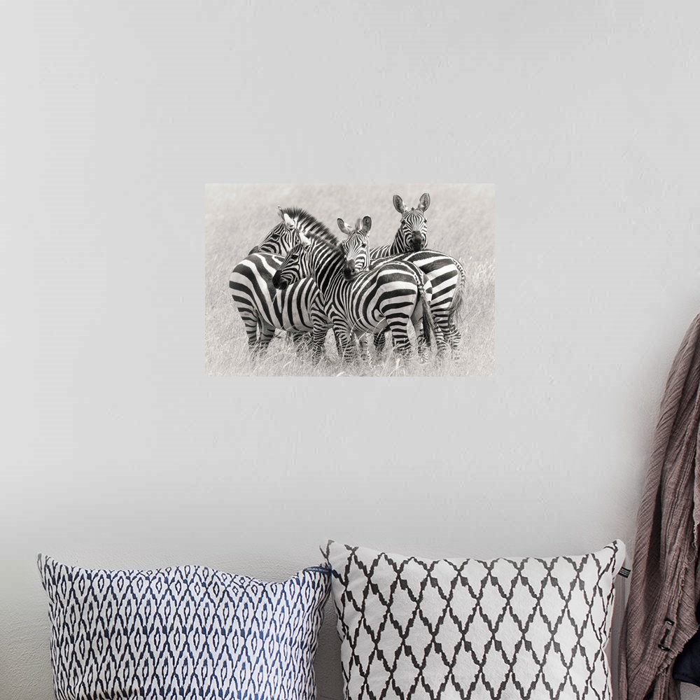 A bohemian room featuring A group of zebras huddled together to create a camouflage for protection in the Savannah.