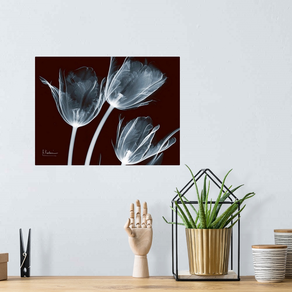 A bohemian room featuring X-Ray photograph of three flowers against a dark background.