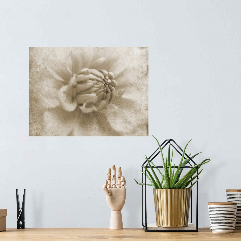 A bohemian room featuring A macro photograph of a weathered grungy looking dahlia flower.