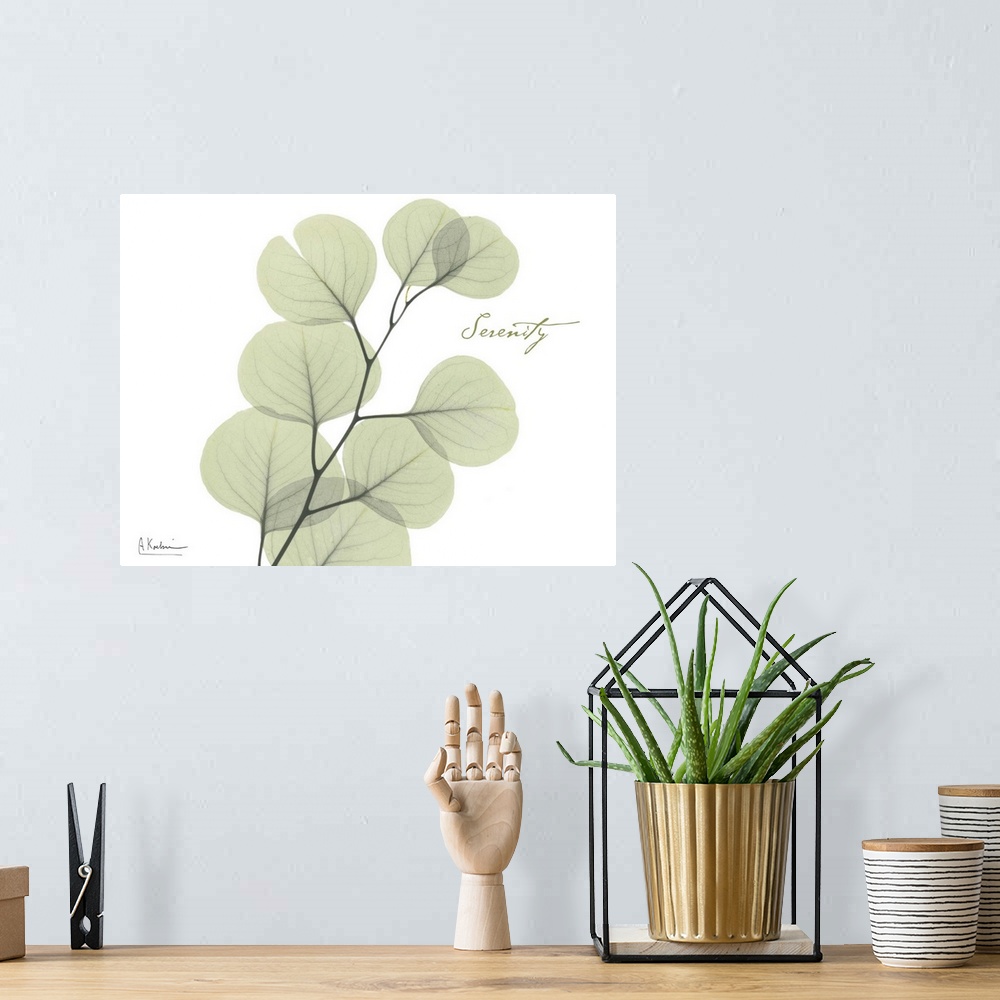 A bohemian room featuring X-ray photograph of eucalyptus leaves against a white background.