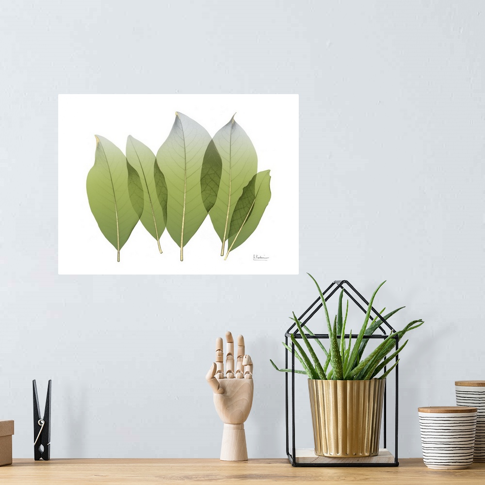 A bohemian room featuring X-ray style photo of five green leaves with golden veins.