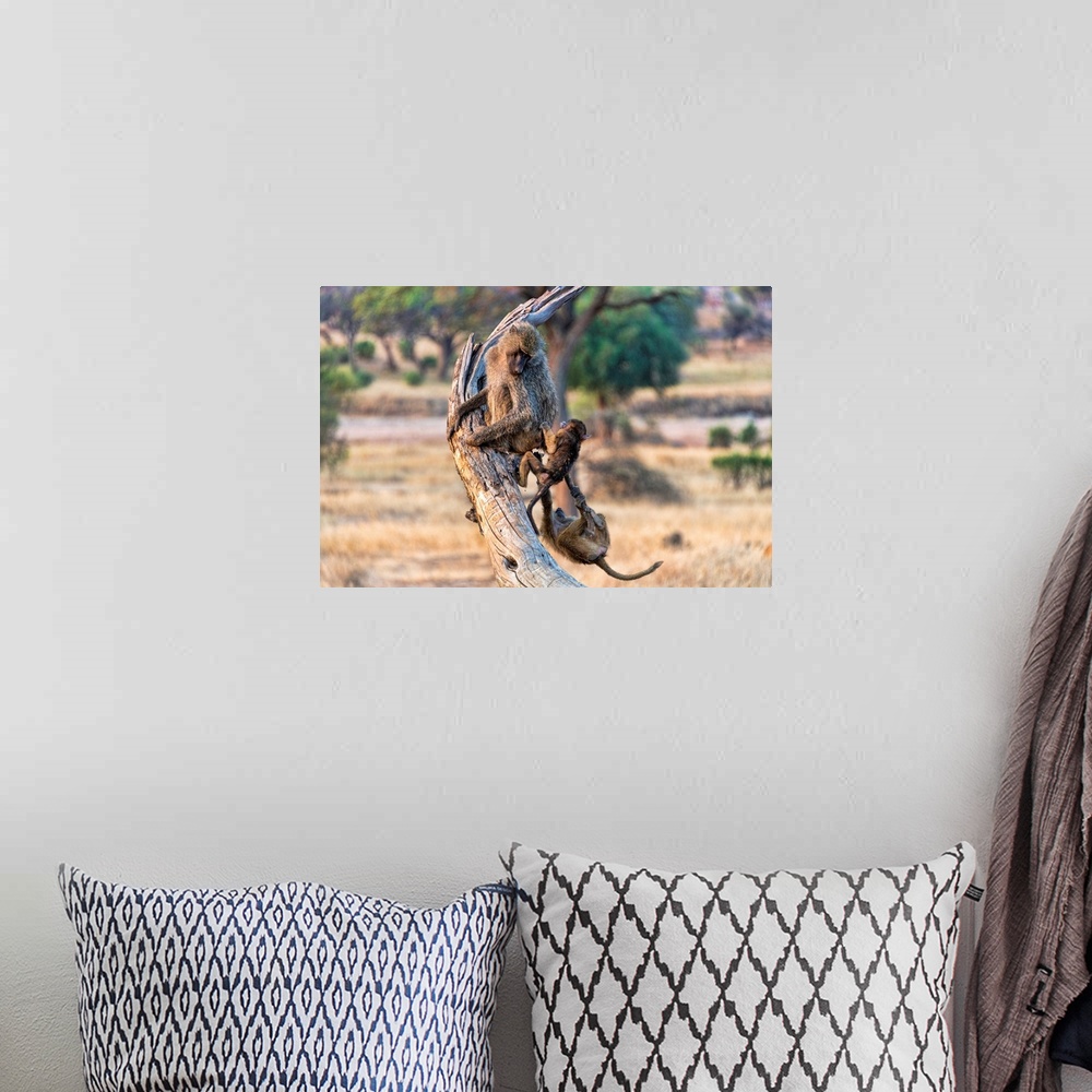 A bohemian room featuring Baboons in a tree. Serengeti, Tanzania, Africa.