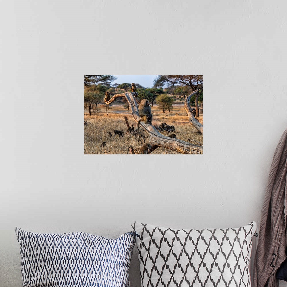 A bohemian room featuring A family of baboons playing and sitting in trees Serengeti, Africa.