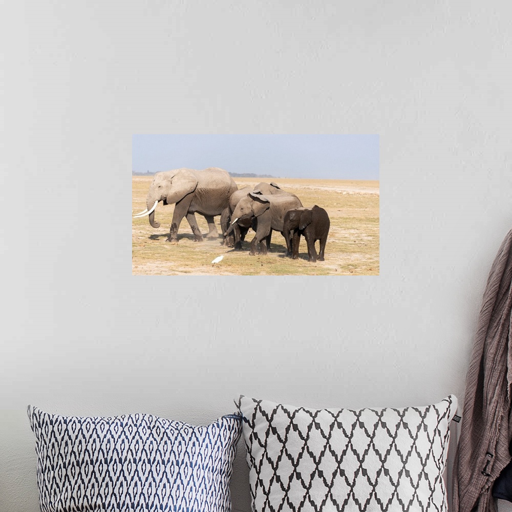 A bohemian room featuring Three elephants walking in Kenya, Africa