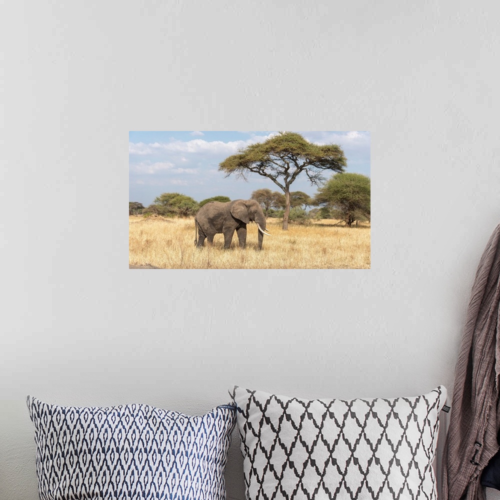 A bohemian room featuring A lone elephant in tall dry Serengeti grass.