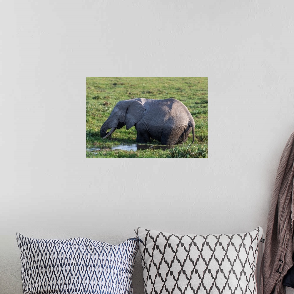 A bohemian room featuring An elephant in Kenya, Africa, eats grasses in a swampy watery area.