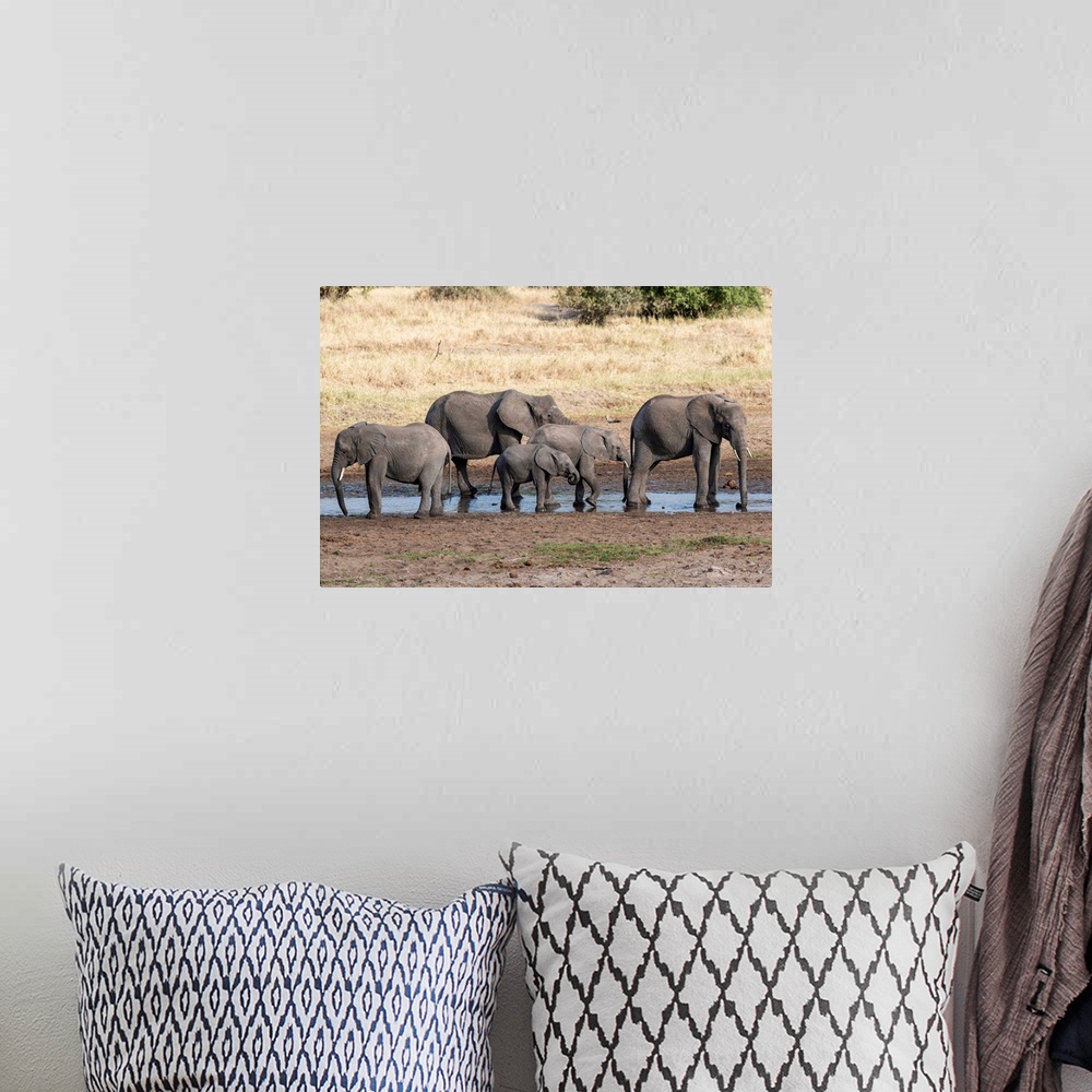A bohemian room featuring Several elephants enjoying the coolness of a watering hole in Tanzania, Africa.
