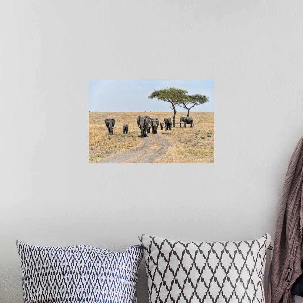 A bohemian room featuring A family of elephants in Serengeti National Preserve, Tanzania, Africa.