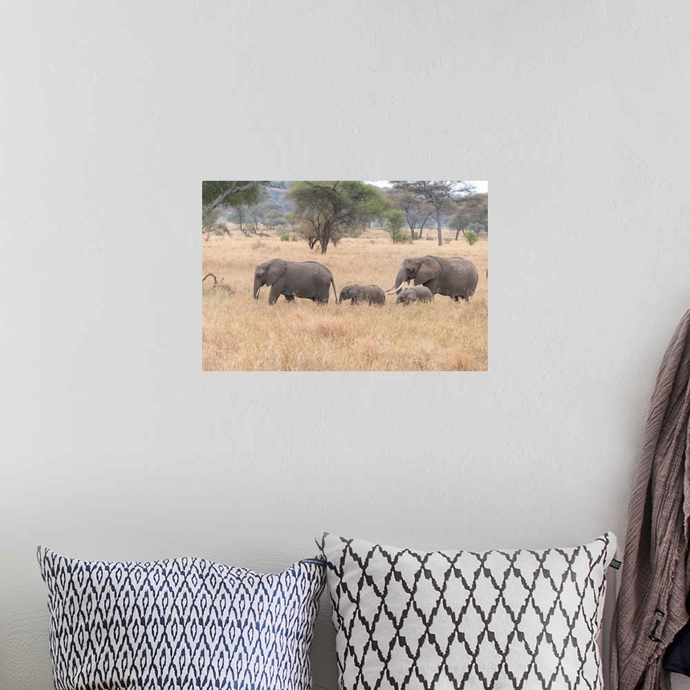 A bohemian room featuring Several elephants on the move during the great migration in Serengeti National Park, Tanzania, Af...