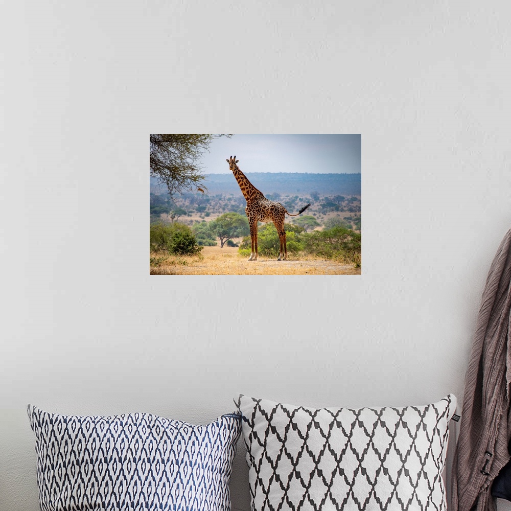 A bohemian room featuring A tall giraffe in Tanzania, Africa.
