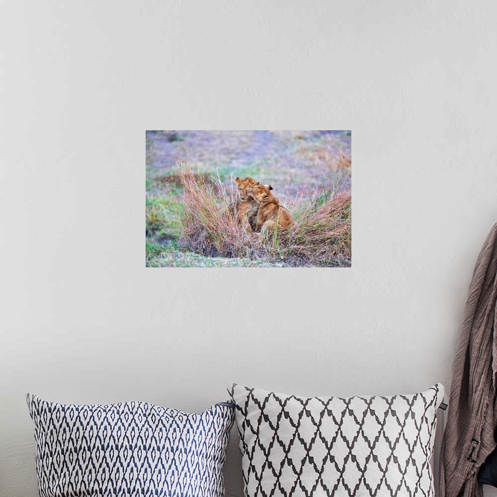 A bohemian room featuring Two lion cubs playfully fighting and biting in Serengeti National Reserve, Tanzania, Africa.