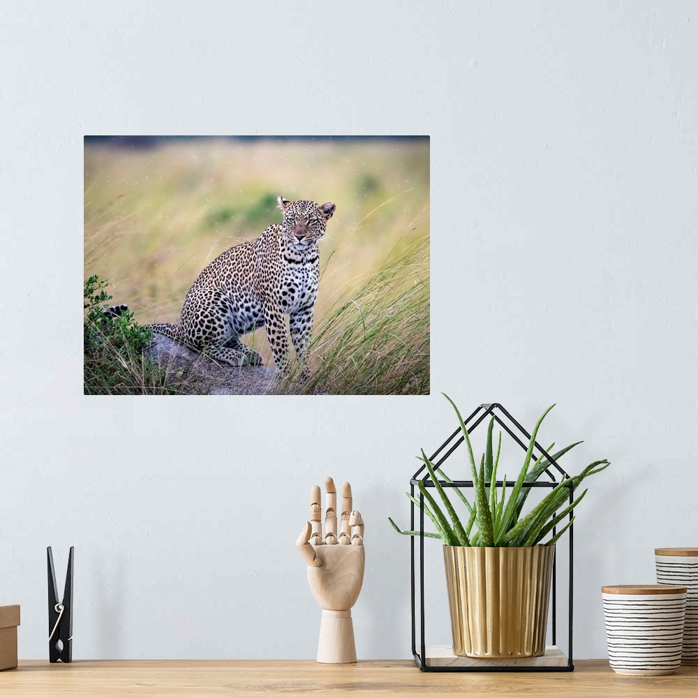 A bohemian room featuring A leopard is stalking prey in Serengeti National Reserve, Tanzania, Africa