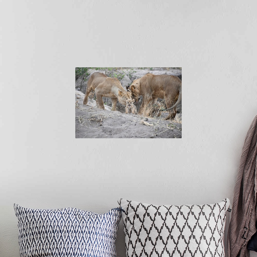 A bohemian room featuring A pride of lions in Serengeti, Tanzania, Africa.
