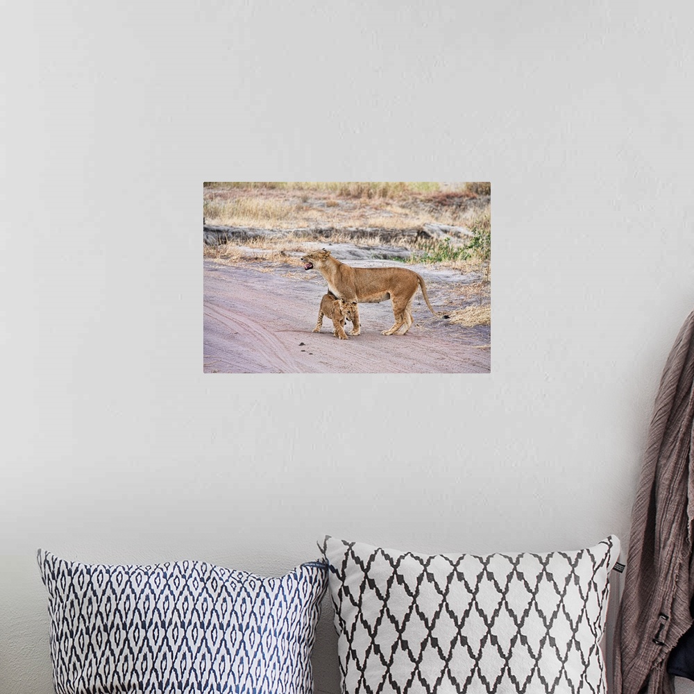 A bohemian room featuring A female lion and her cub