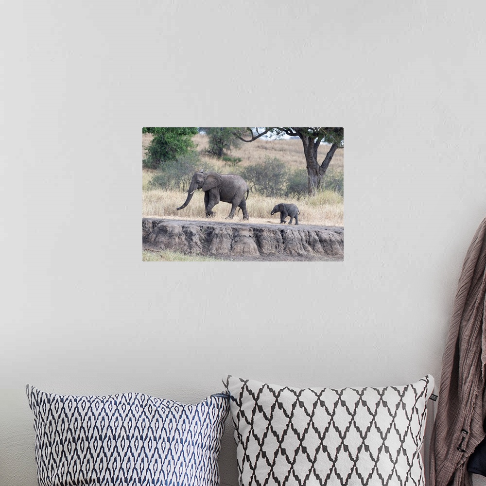 A bohemian room featuring Two elephants walking in Tanzania, Africa