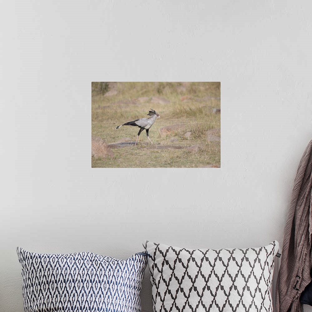 A bohemian room featuring A secretary bird walking and searching for bugs in Tanzania, Africa.
