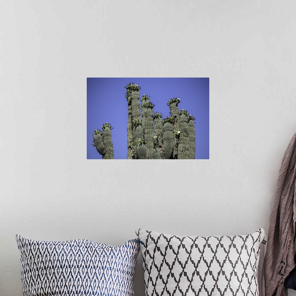 A bohemian room featuring Several saguaro cactus in the Arizona desert