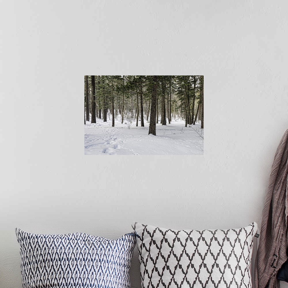A bohemian room featuring Snow-covered pine forest in Yosemite
