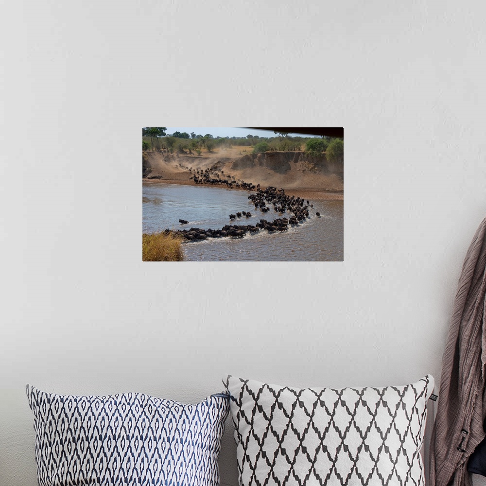 A bohemian room featuring Wildebeests frantically crossing the Mara river in the Serengeti Tanzania during the great migrat...