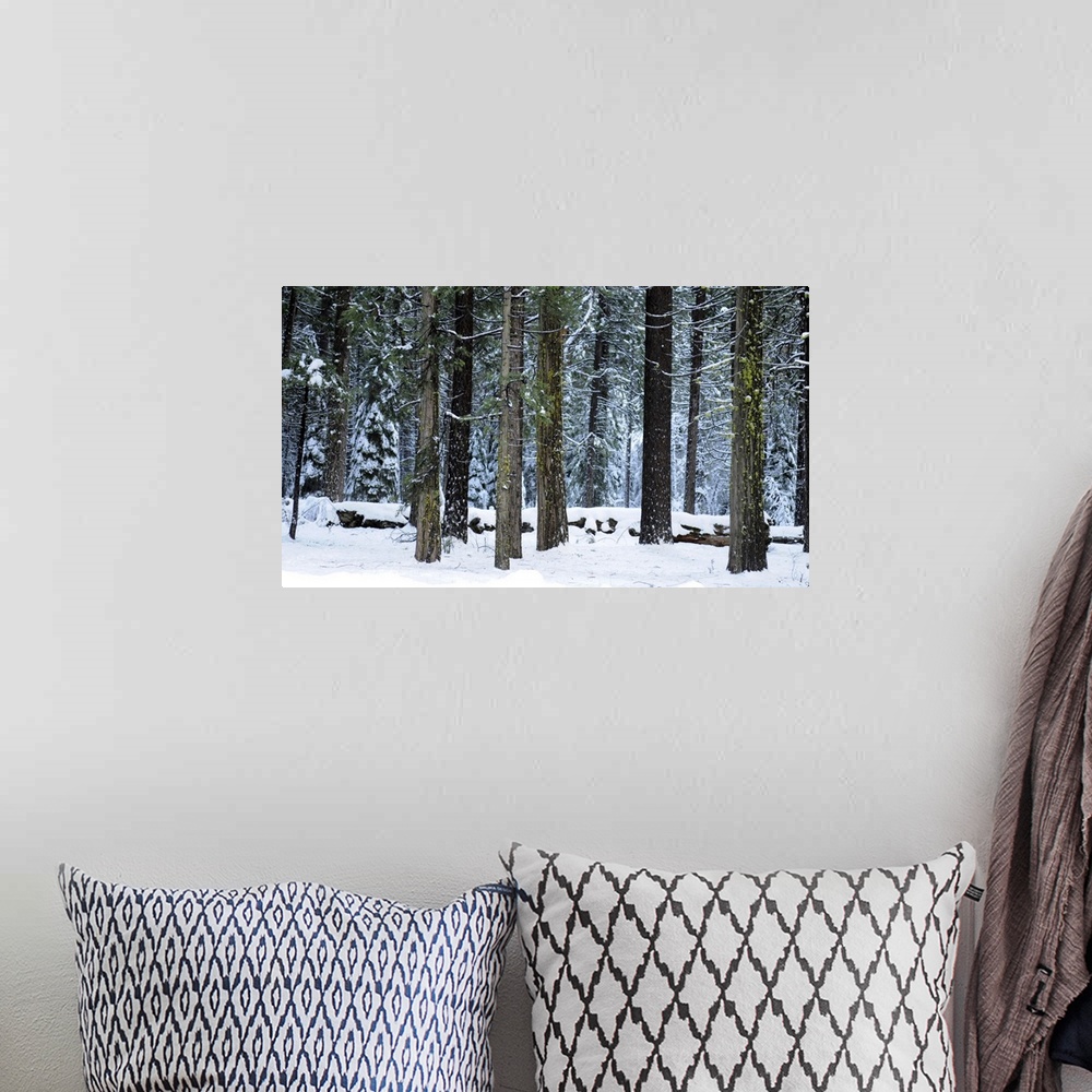 A bohemian room featuring Winter's grip. Snow covers tall pines in Yosemite, California, USA
