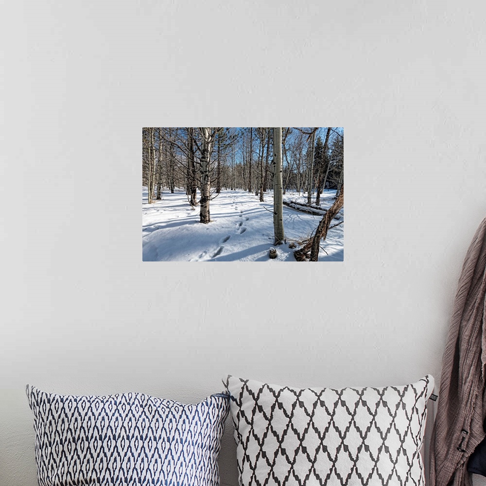 A bohemian room featuring Path through the wintry forest
