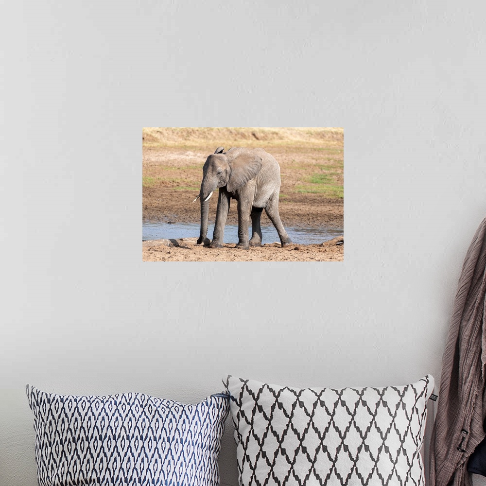 A bohemian room featuring A young elephant in Tanzania, Africa