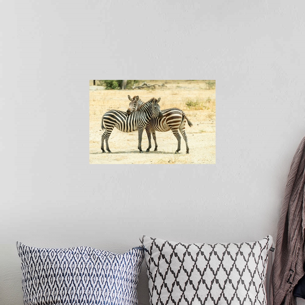 A bohemian room featuring Two zebra standing close in protective stance. You watch for me, I watch for you.
