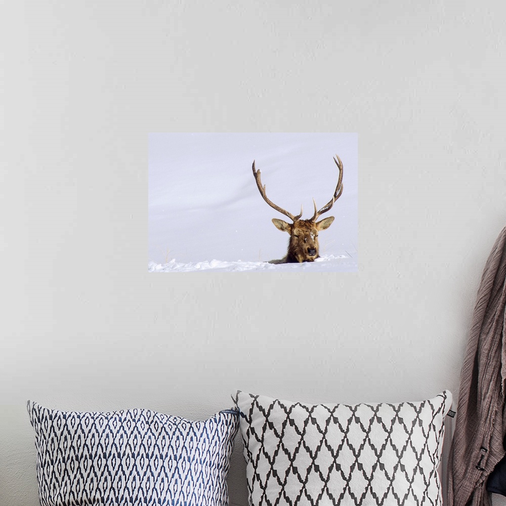 A bohemian room featuring A bull elk (Cervus canadensis) negotiates deep snow on the Blacktail Plateau in Yellowstone Natio...