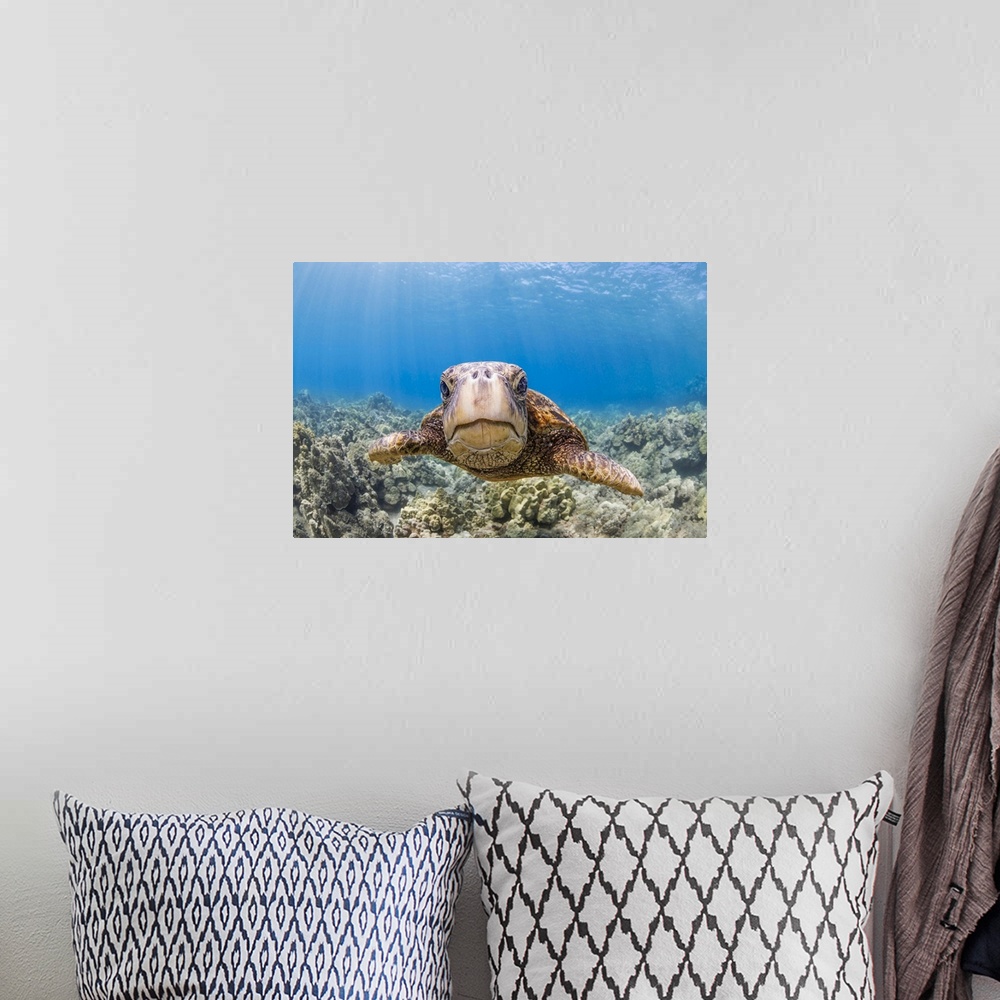A bohemian room featuring A close look at a green sea turtle (chelonia mydas) an endangered species, Hawaii, united states ...