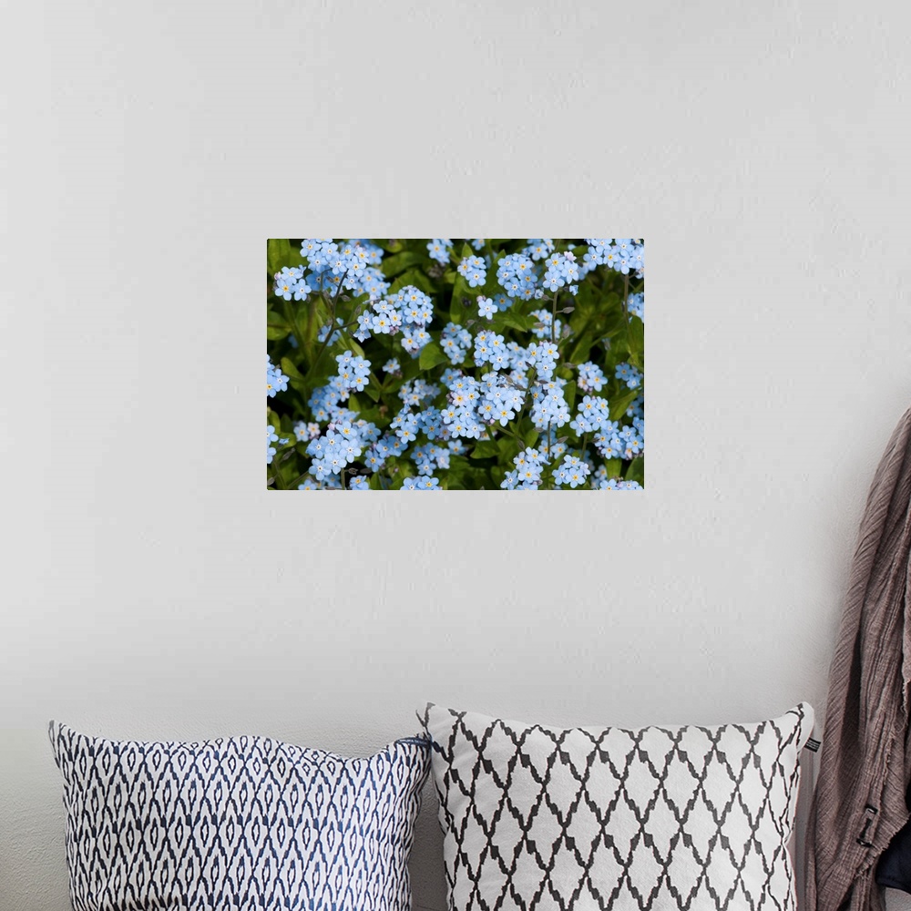 A bohemian room featuring A cluster of forget me not flowers, Myosotis species, in springtime.