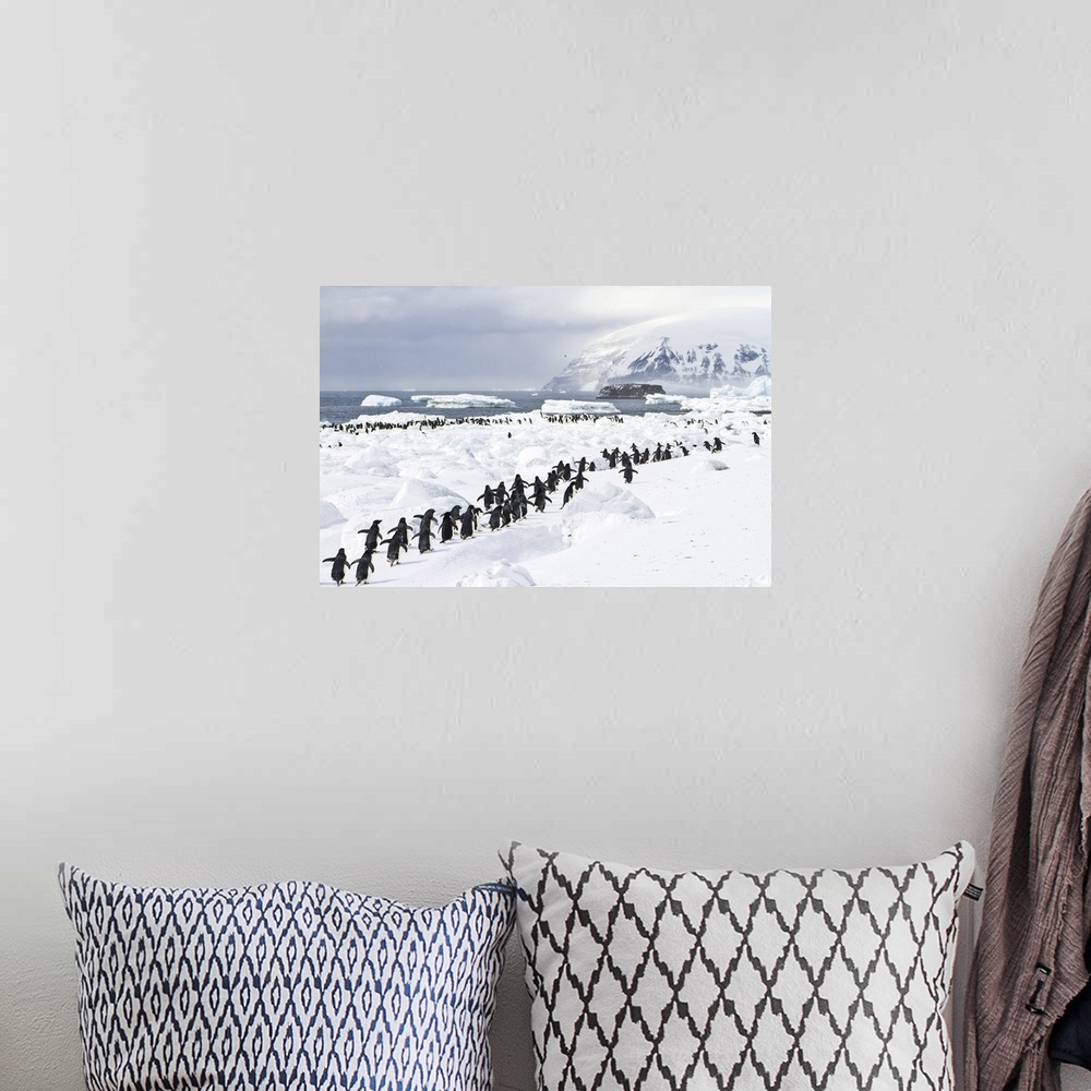 A bohemian room featuring A colony of adelie penguins on an icy beach.