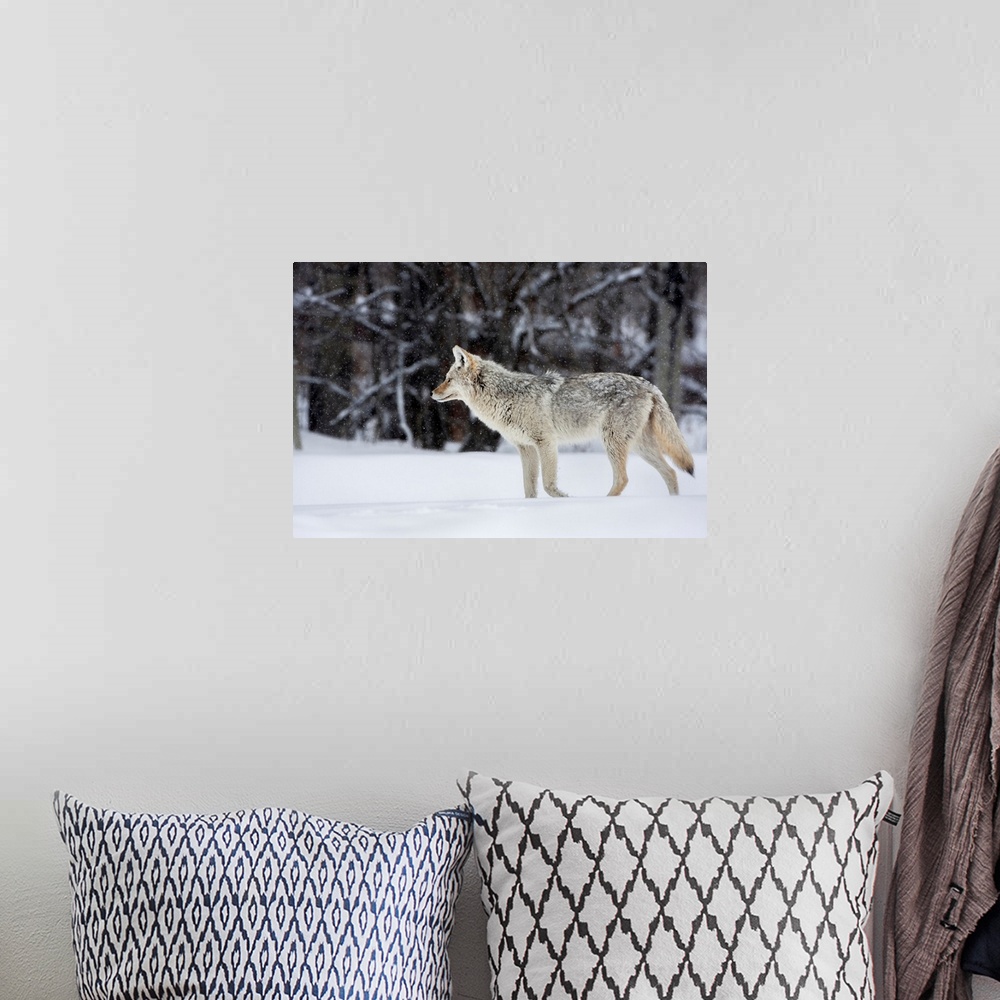 A bohemian room featuring coyote in winter, with snow falling at elk island national park  alberta  canada