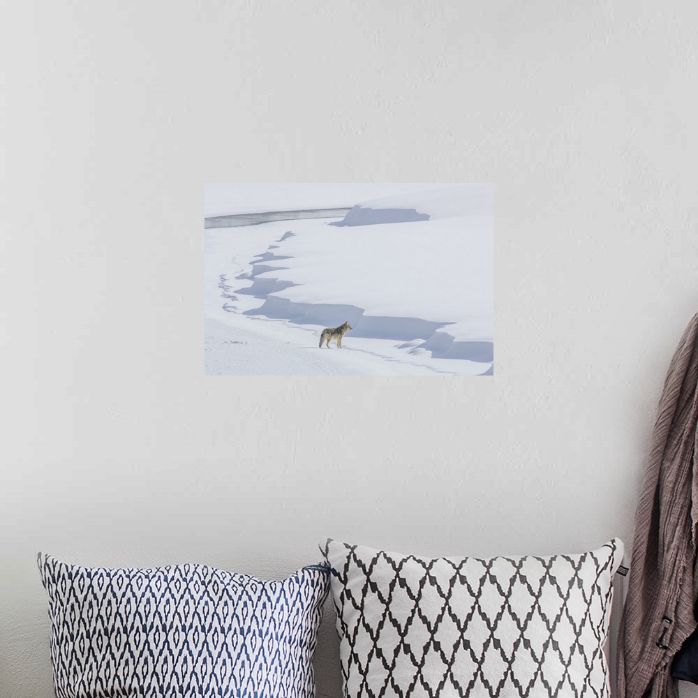 A bohemian room featuring A coyote (Canis latrans) walking on the ice of the Yellowstone River listening for prey under the...