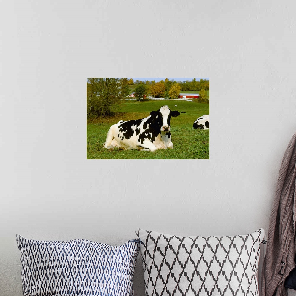 A bohemian room featuring A Holstein dairy cow rests on a green pasture with dairy buildings in the background