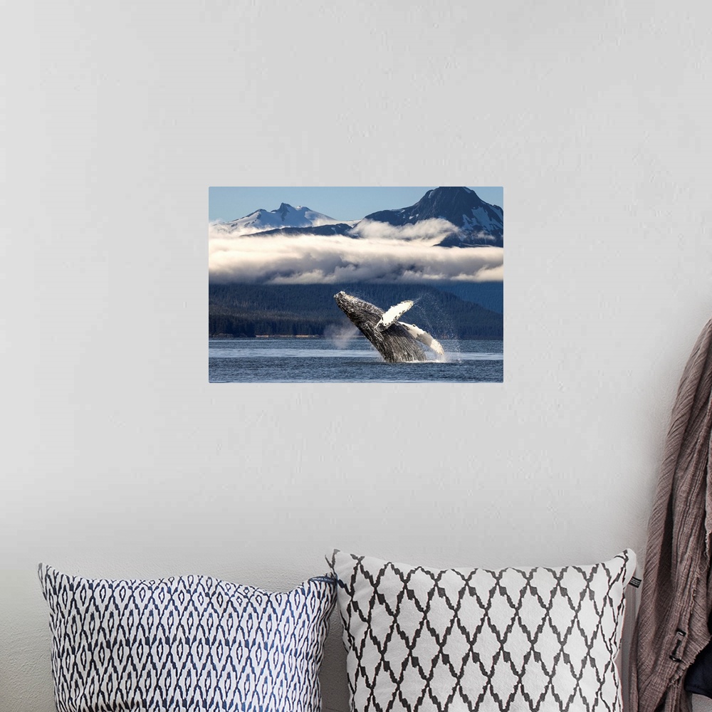 A bohemian room featuring A humpback whale breaches as it leaps from the calm waters of Lynn Canal in Alaska's Inside Passa...