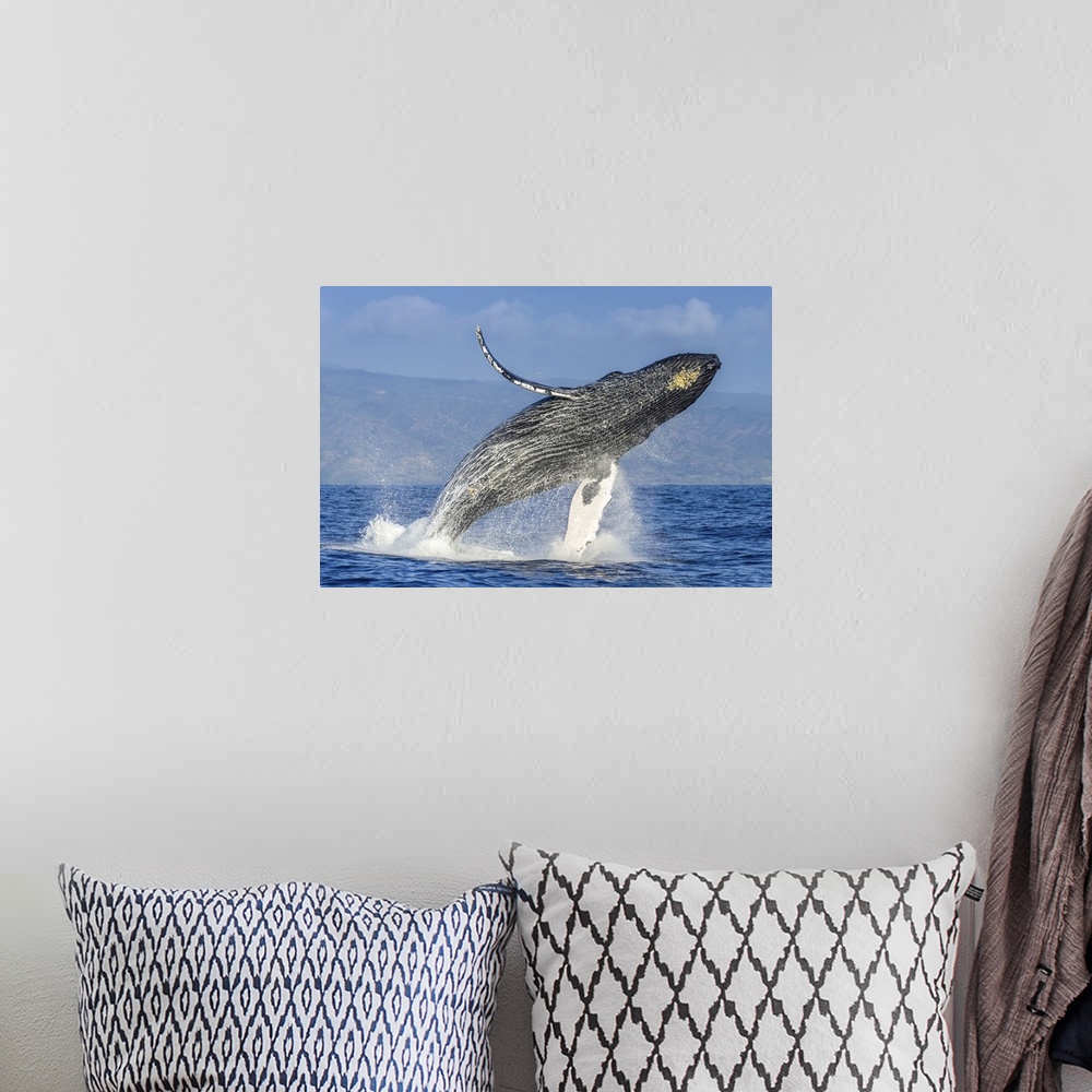 A bohemian room featuring A humpback whale breaches far in the air above the Pacific.