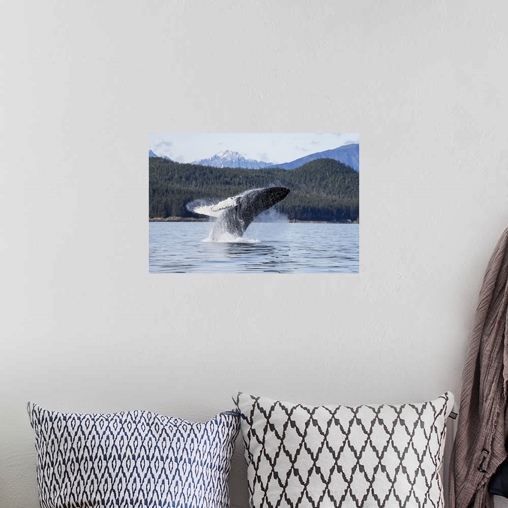 A bohemian room featuring A Humpback Whale Breaches As It Leaps From The Calm Waters Of Stephens Passage Near Tracy Arm In ...
