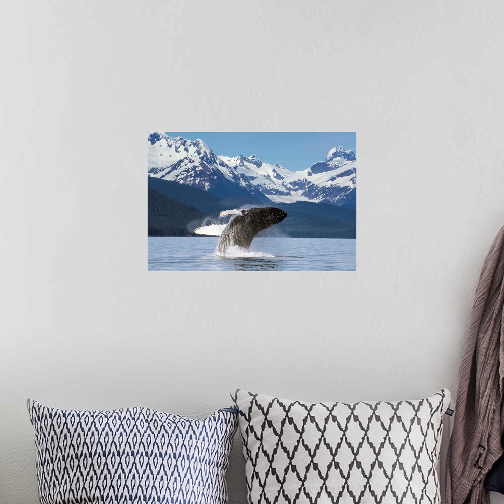 A bohemian room featuring A humpback whale leaps (breaches) from the calm waters of Lynn Canal in Alaska near Juneau. Herbe...