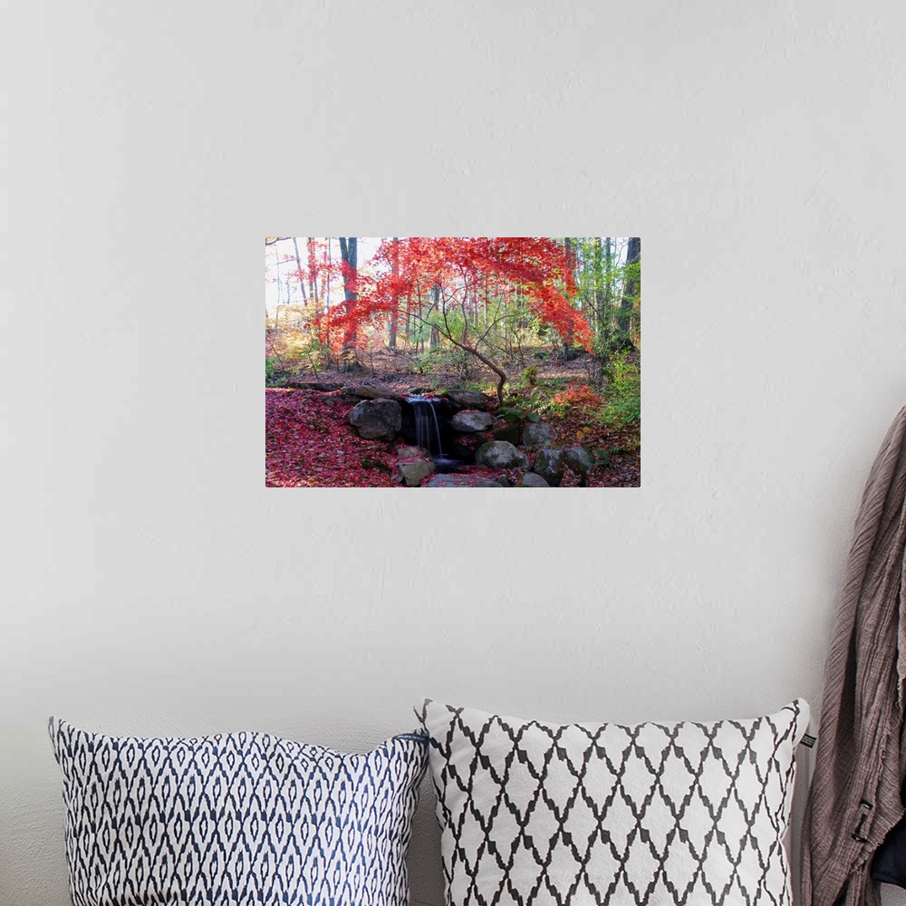 A bohemian room featuring A Japanese maple tree with red leaves in the fall, next to a waterfall