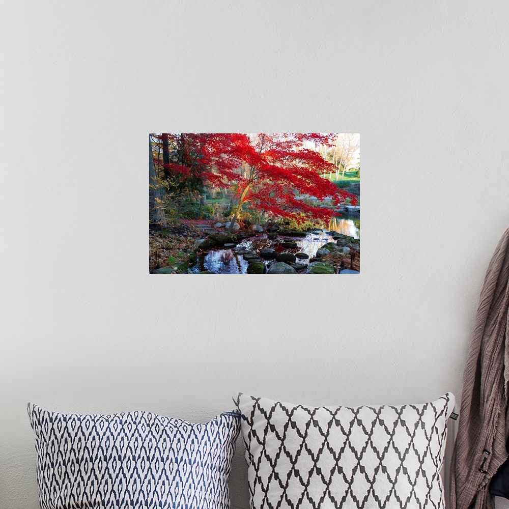 A bohemian room featuring A Japanese maple with colorful, red foliage at a stream's edge.